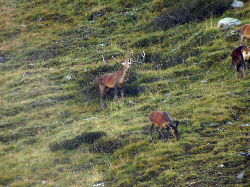 PASSIONE PER IL CERVO